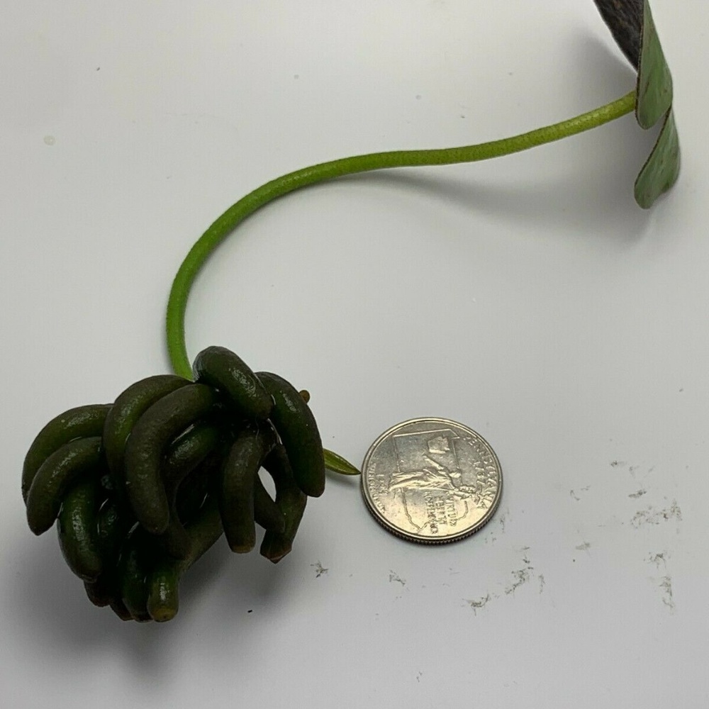 Lot of 4 Banana Plant Nymphoides Aquatica Plant - Picture 2 of 5